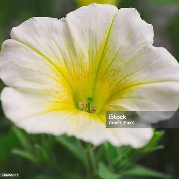 Blanco Petunia Primer Plano Foto de stock y más banco de imágenes de Aire libre - Aire libre, Anual - Característica de planta, Belleza de la naturaleza