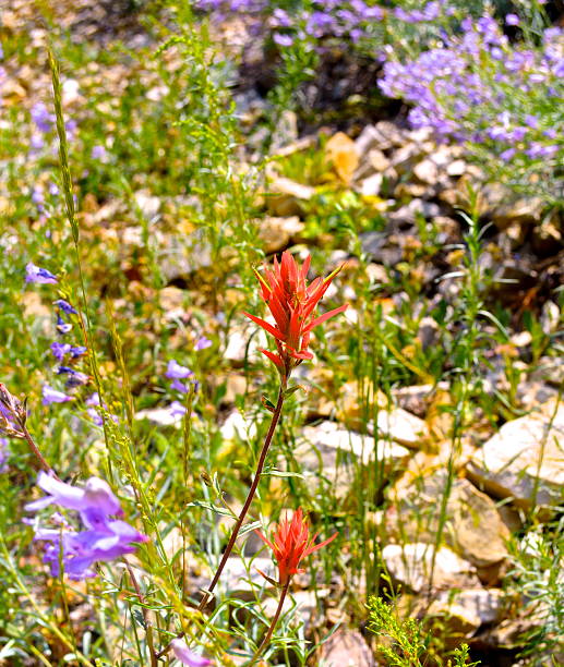 Indian paintbrush stock photo