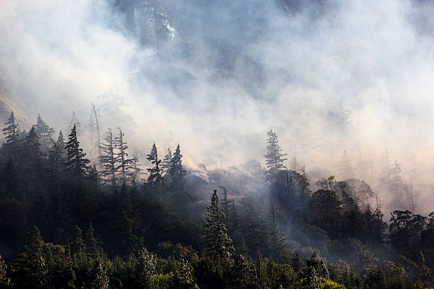 Forest Wildfire Smoke Windy conditions fuel a wildfire in the Columbia River Gorge, Oregon. wildfire smoke stock pictures, royalty-free photos & images