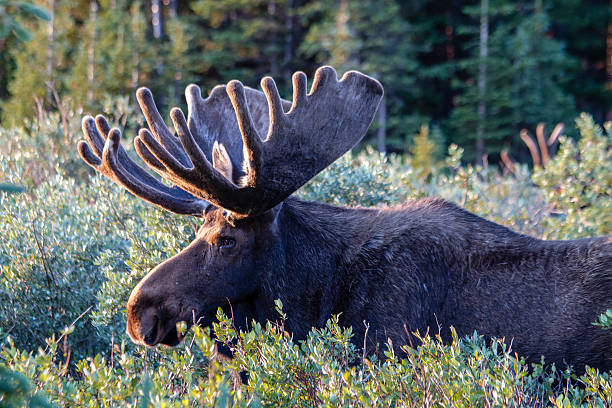 istock Large Bull Moose in Summer Velvet 506158029