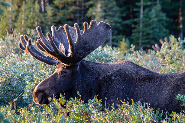 istock Large Bull Moose in Summer Velvet 506158049