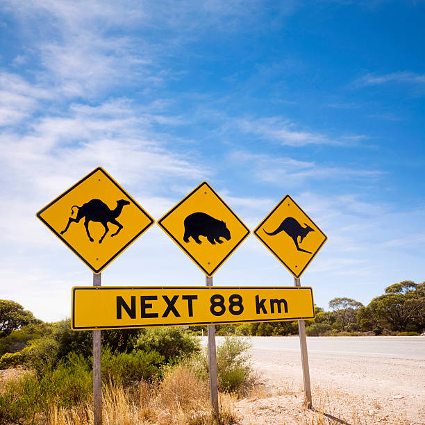 istock Australian Sign Camels Wombats Kangaroos Nullarbor Plain 506158141