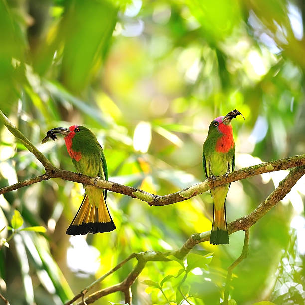 Couple lover of Red-bearded Bee-eater standing on a branch Couple lover of Red-bearded Bee-eater standing on a branch red bearded bee eater nyctyornis amictus stock pictures, royalty-free photos & images