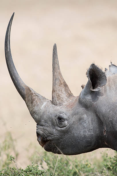 Black Rhino portrait stock photo