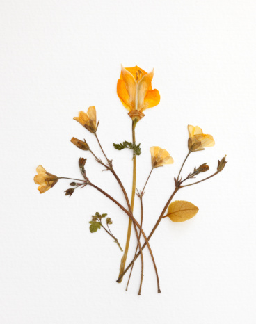 Dried Yellow Bouquet