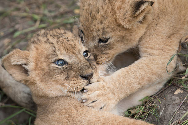 Lion cubs playing stock photo