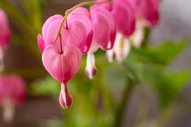 Heart shaped row of bleeding heart blooms hanging close up