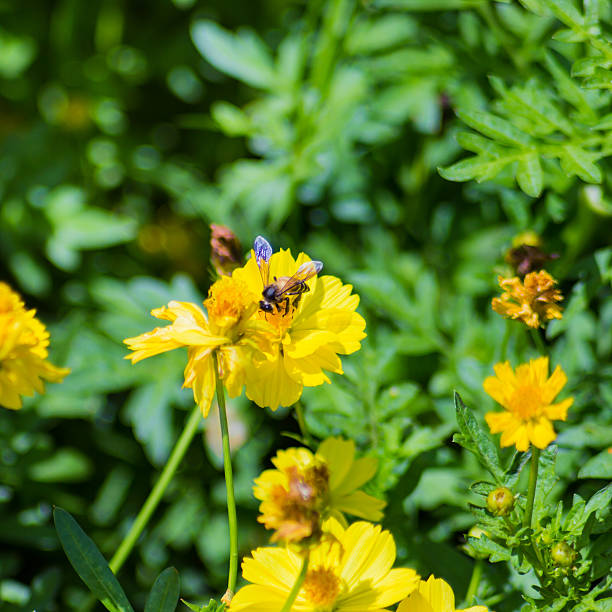 istock Bee collects nectar from yellow cosmos flower 506158905