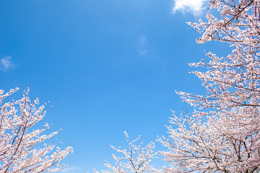 
Cherry Blossoms and Blue Sky Tokyo