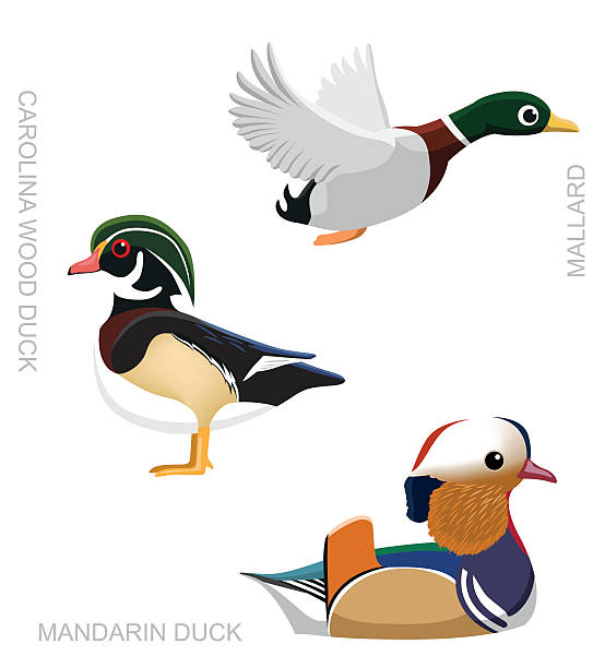 10+ Wood Ducks Cartoon Stock Photos, Pictures & Royalty-Free
