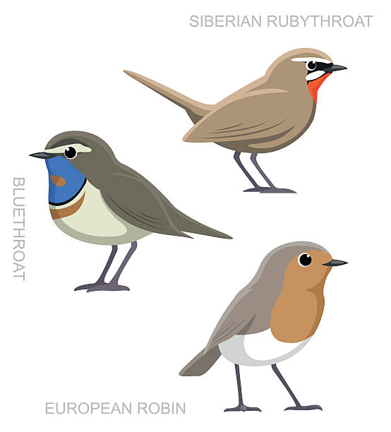 Bird Robin Set Cartoon Vector Illustration Animal Character EPS10 File Format bluethroat stock illustrations