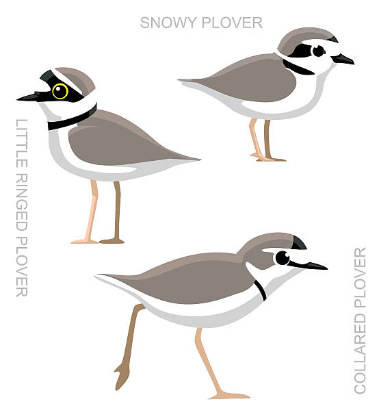 bird plover cartoon-vektor-illustration-set - charadrius stock-grafiken, -clipart, -cartoons und -symbole