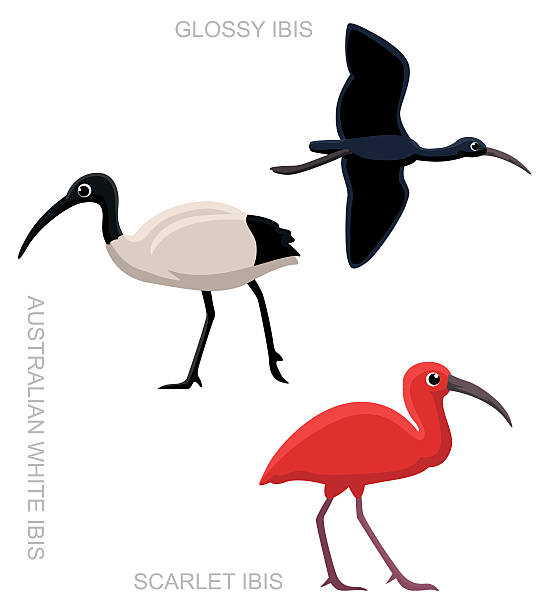 ilustrações, clipart, desenhos animados e ícones de ibis conjunto de aves dos desenhos animados vetor ilustração - glossy ibis