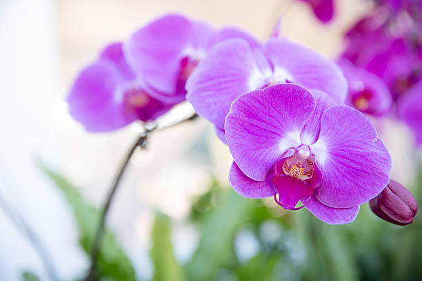 beautiful purple orchid beautiful purple orchid, purple orchids oncidium orchids stock pictures, royalty-free photos & images