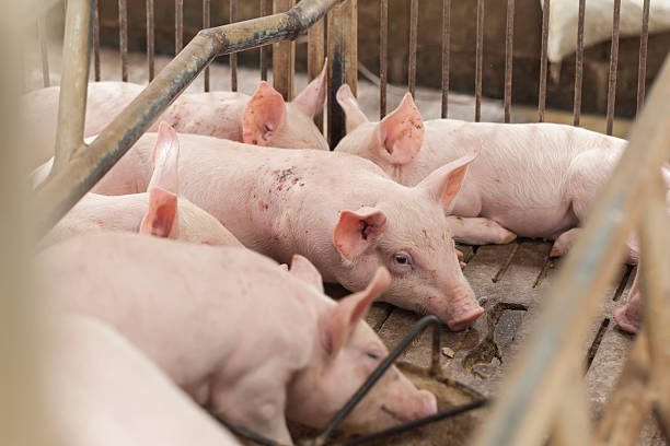 istock Little pigs playing happily. 506163058