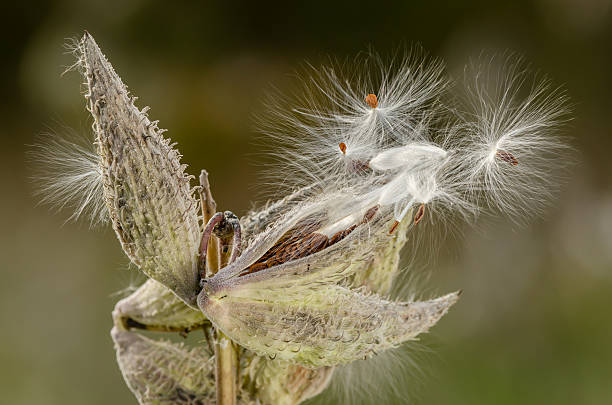 istock Milkweed plant with seeds 506163728