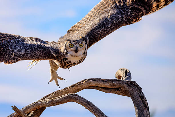 Great horned Owl stock photo