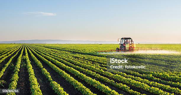 Tractor Spraying Soybean Field Stock Photo - Download Image Now - Agriculture, Agricultural Field, Farm