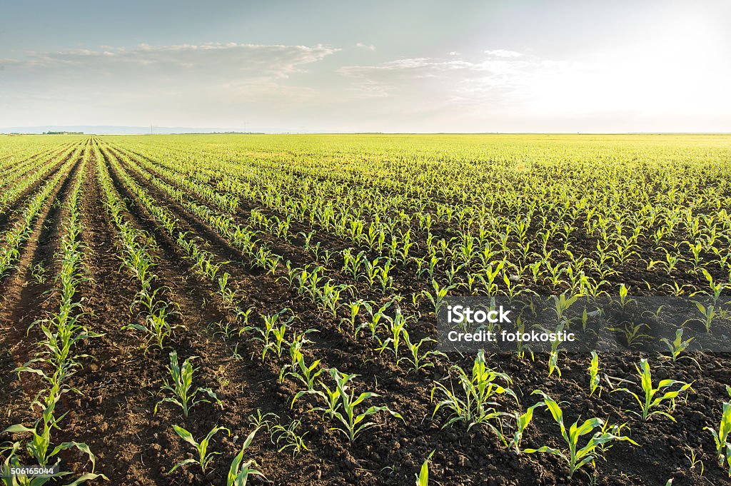 Campo de milho em primavera - Foto de stock de Agricultura royalty-free