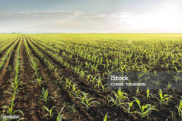 Foto de Campo De Milho Em Primavera e mais fotos de stock de Agricultura - Agricultura, Ajardinado, Campo