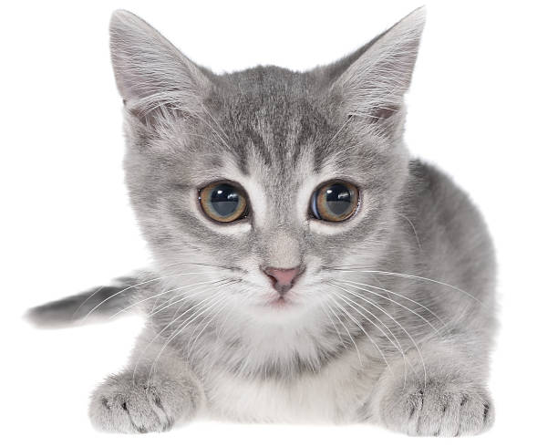 istock British shorthair tabby kitten lay 506165784