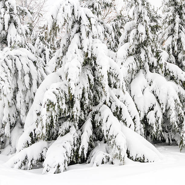 Abeto de árboles repleto de nieve después de un nevadas - foto de stock