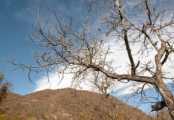 dry branch of old tree under sky and clouds