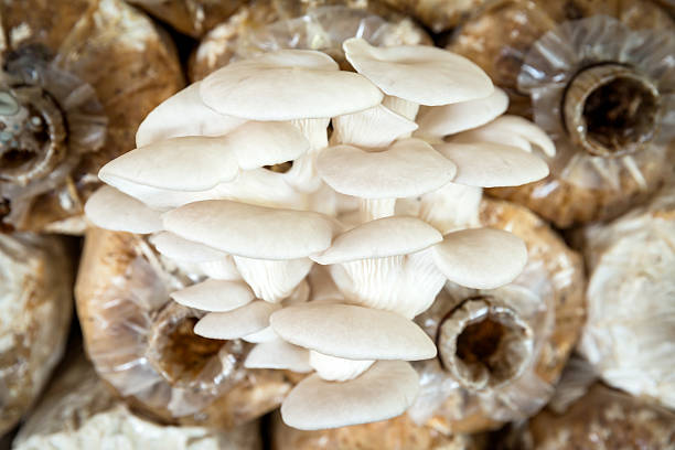istock cultivate mushrooms 506166160