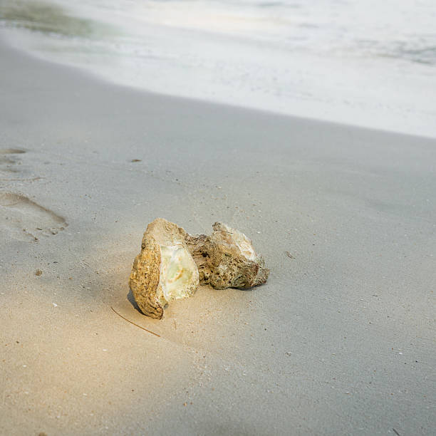 istock rock on beach in early morning 506166724