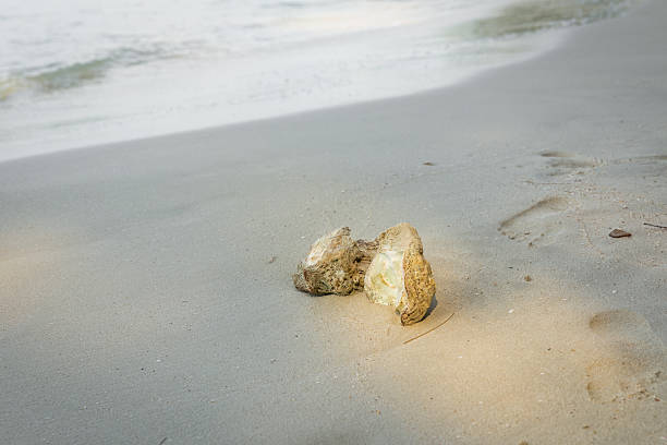 istock rock on beach in early morning 506166758