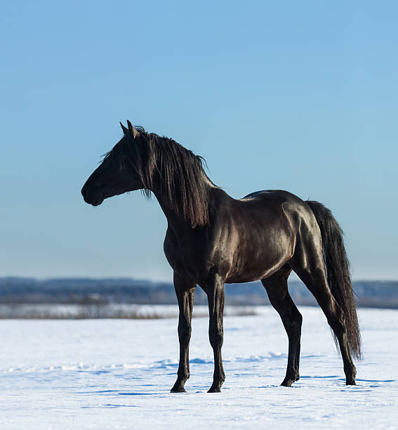 istock Pure Bred Spanish black stallion costs on snow meadow 506167298