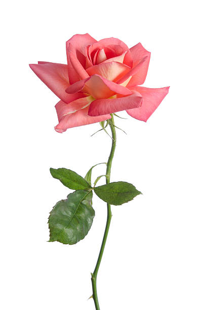 Beautiful fresh pink rose isolated on white background