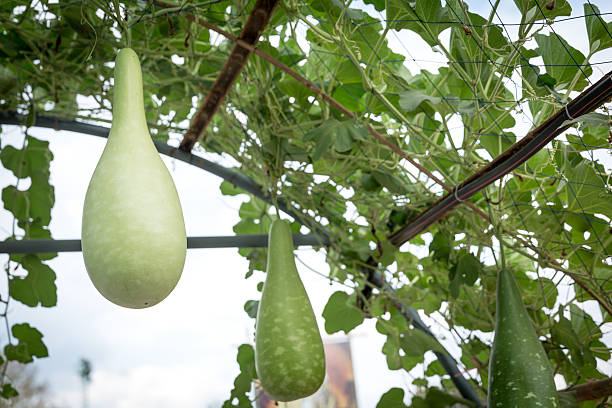istock bottle gourd crop in fruiting stage 506174602