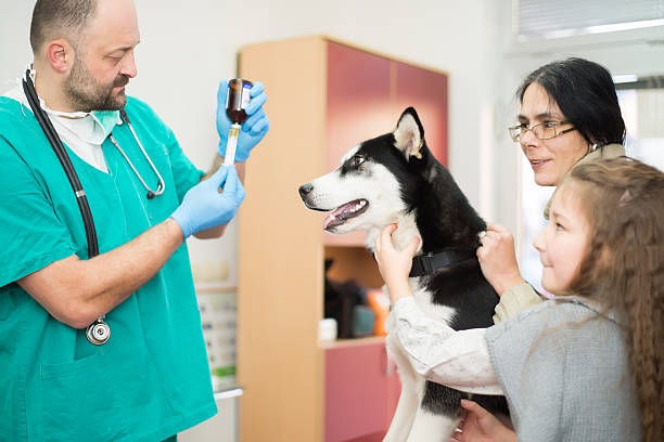 veterinario - male dog fotografías e imágenes de stock