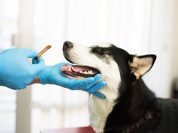 uso veterinário - male animal audio imagens e fotografias de stock