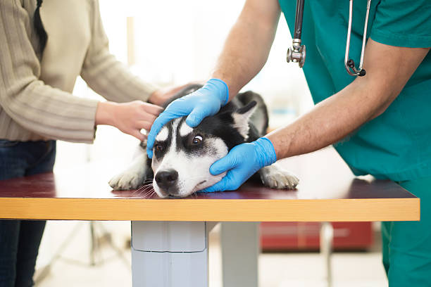 veterinario - male dog fotografías e imágenes de stock