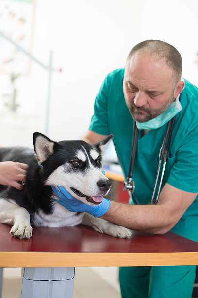 uso veterinário - male animal audio imagens e fotografias de stock