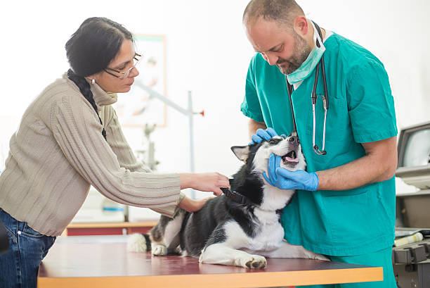 veterinario - male dog fotografías e imágenes de stock