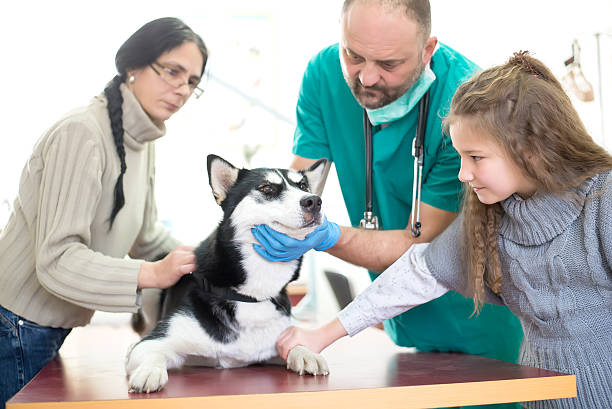 ветеринарные - animal hospital audio стоковые фото и изображения