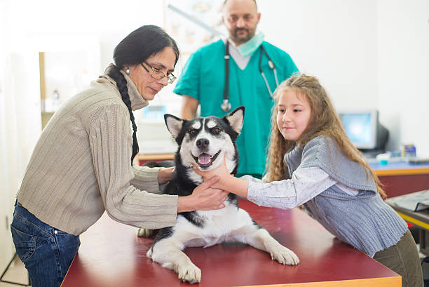 veterinario - male dog fotografías e imágenes de stock