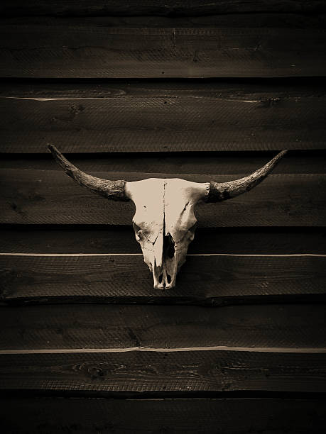 teschio con horns - animal skull cow bull old foto e immagini stock