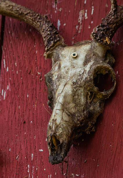 istock deer skull on red barn door 506176836