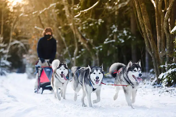 Winter Sled dog racing musher and husky