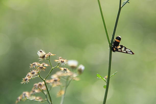 istock insect in the morning 506179212