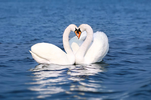 Our Best Animals In Love Stock Photos, Pictures & Royalty-Free Images - iStock | Wild animals in love Our Best Animals In Love Stock Photos, Pictures & Royalty-Free Images - iStock | Wild animals in love