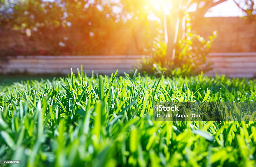 Vert frais jardin - Photo de Jardin de la maison libre de droits