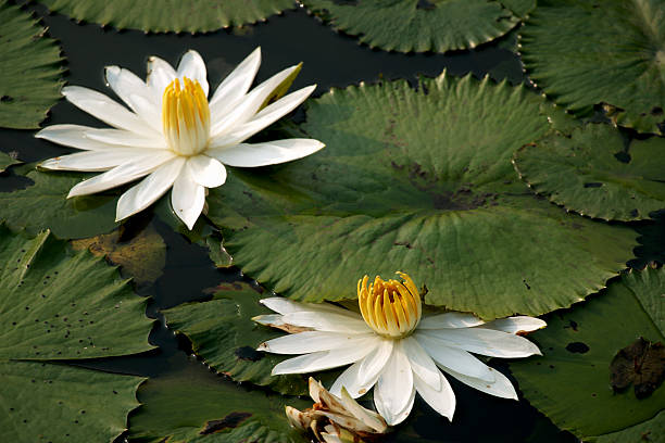 Lotus in the pond two white Lotus in the pond. white lotus stock pictures, royalty-free photos & images