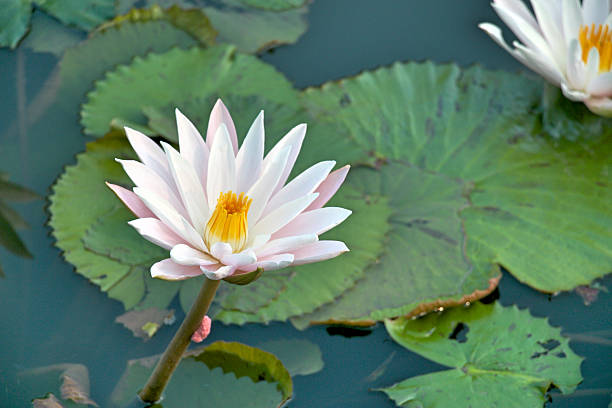 istock White lotus in the pond 506182024