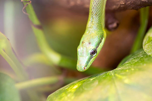 istock Close-up of an green mamba 506187545
