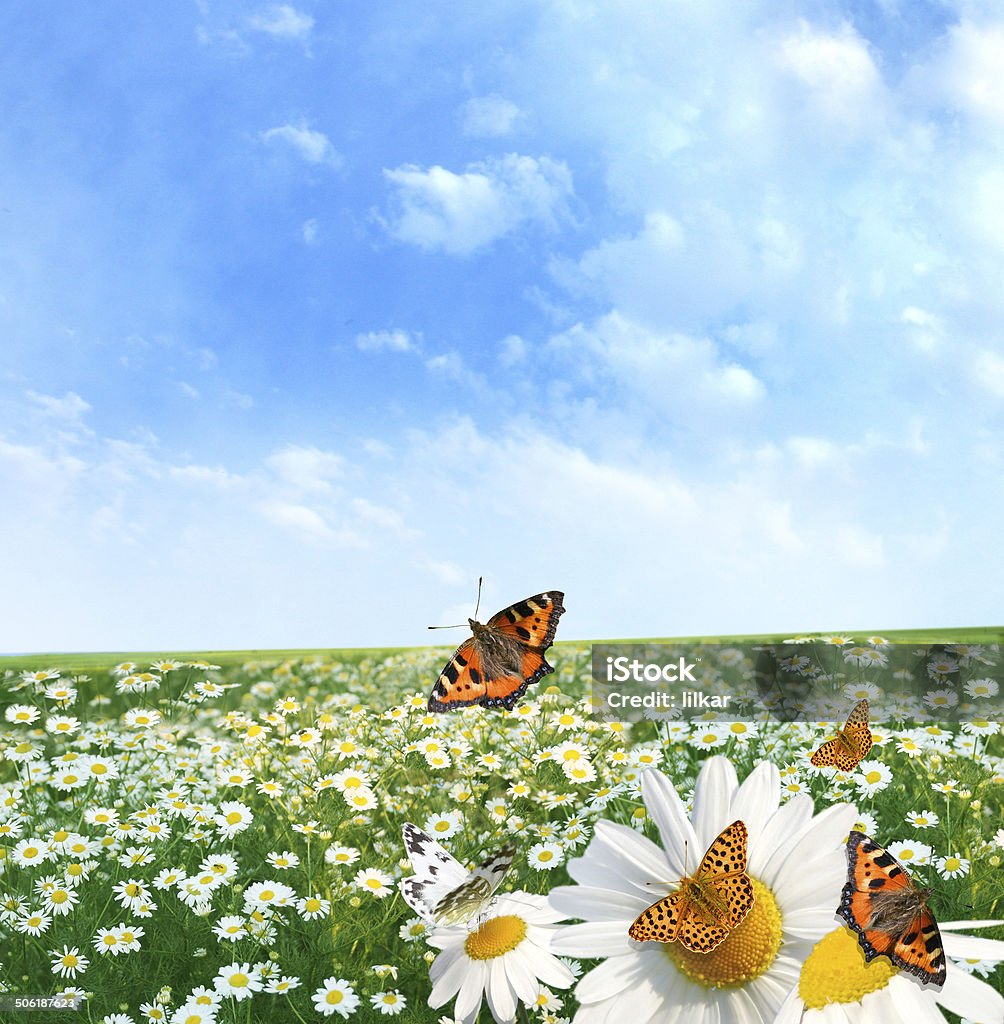 butterfly Beautiful landscape with colorful butterfliesbutterfly Animal Markings Stock Photo